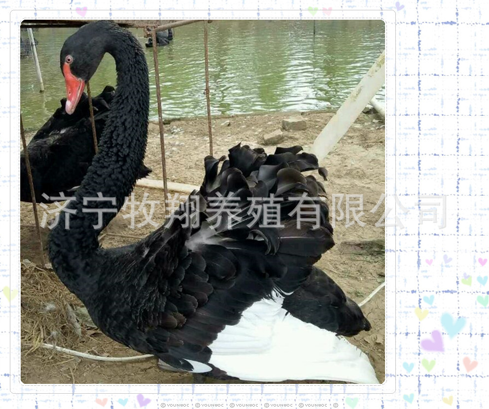 出售成年鸳鸯 黑天鹅活体 黑天鹅脱温苗活体多少钱一对 观赏水禽