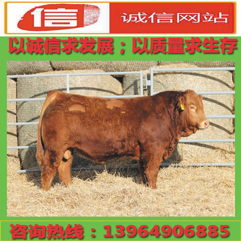 肉牛犊价格_肉牛犊养殖_肉牛犊价格批发_肉牛犊市场价格/价格采购