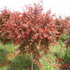 Nursery direct sales red maple seedlings green seedlings American red maple Japanese autumn flame seedlings red seedlings