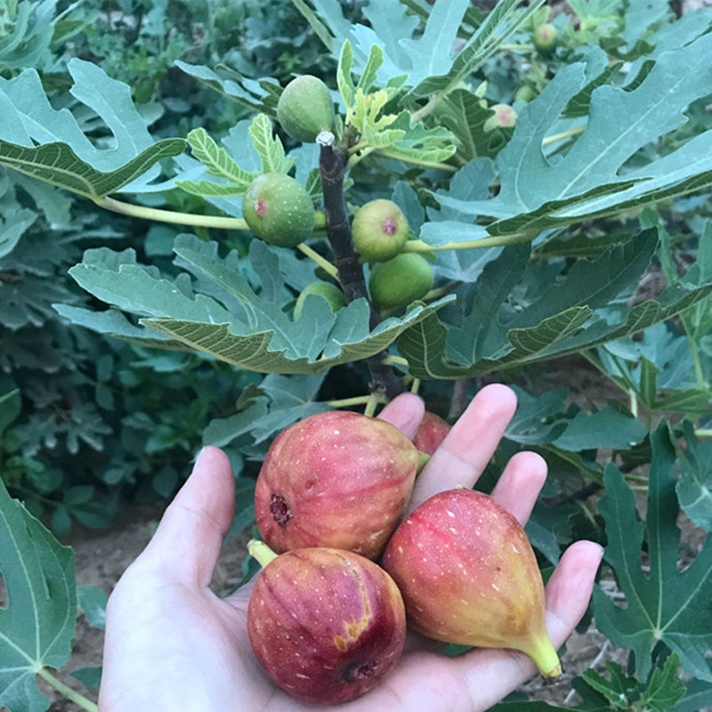 无花果树苗批发盆栽果树苗波姬红紫果金傲芬无花果树三年苗当年挂|ms