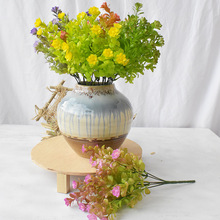 玉蘭水草 玉蘭水草批發 促銷價格 產地貨源 阿里巴巴