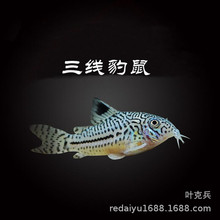 �Ꭷ�^�p�~���l�������������~�坍�~������w����