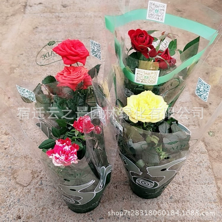 Оптовые многозоловочные саженцы роз с двойными бриллиантами офисные настольные цветы в горшках зеленые растения с цветочными бутонами четыре сезона