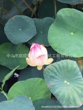 ����ֱ�N ���˽� ���~�� ��β�� ���~���˽� ˮ��ֲ�� �G����r