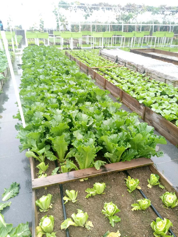 一、“致丽牌”水土混培种植箱的特点 ...