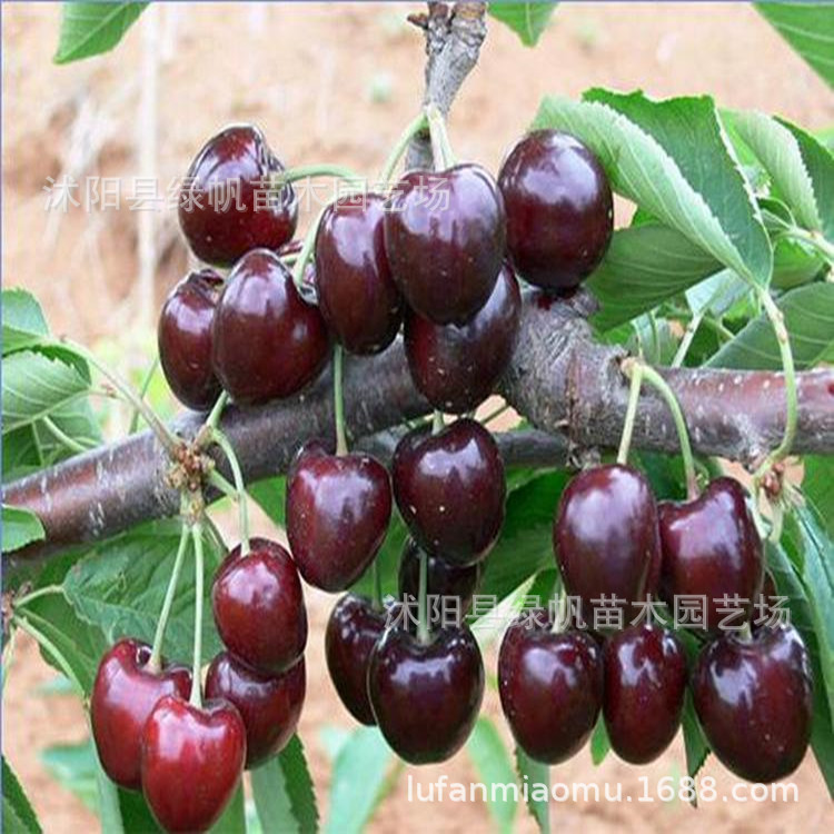 直销大樱桃树 包成活 美国车厘子树 果大味甜吉塞拉樱桃树批发|ru