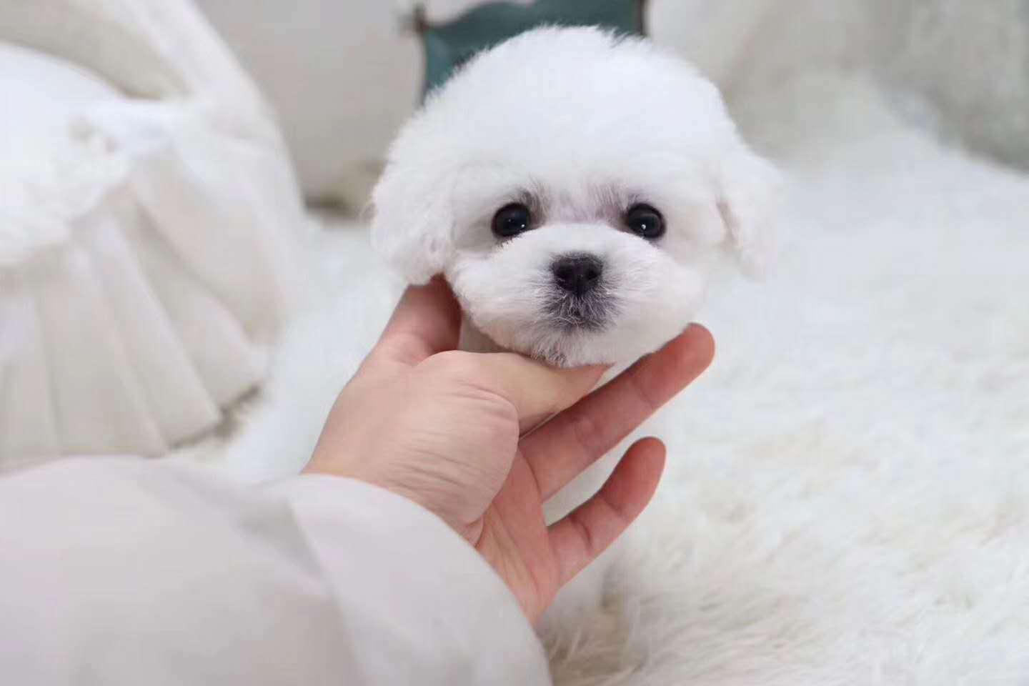 比熊宝宝宠物活体狗狗,纯小体玩具型,一件代发宠物|ru