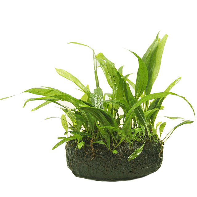 细叶铁皇冠坨草观赏水草活体植物懒人好养真水草直销批发一件代发 价格 厂家 哪里买 我有货 B 5yoho Cn