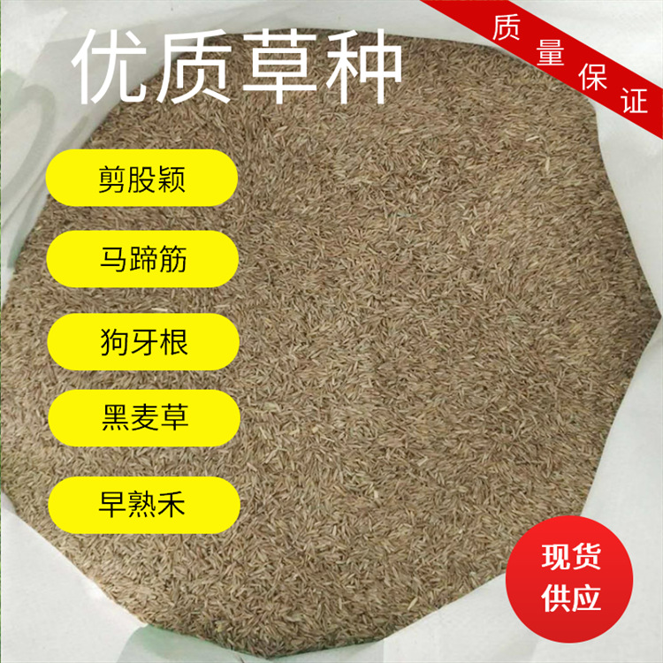 Lawn Grass Seed Seeds Mixed slope protection Tall fescue Bermudagrass Golden Horseshoe Evergreen Poa