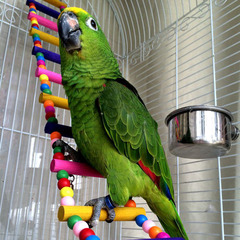 Jilong climbing ladder, ladder, chewing toy, bird ladder, suspension bridge swing, birdcage toy, parrot bird supplies