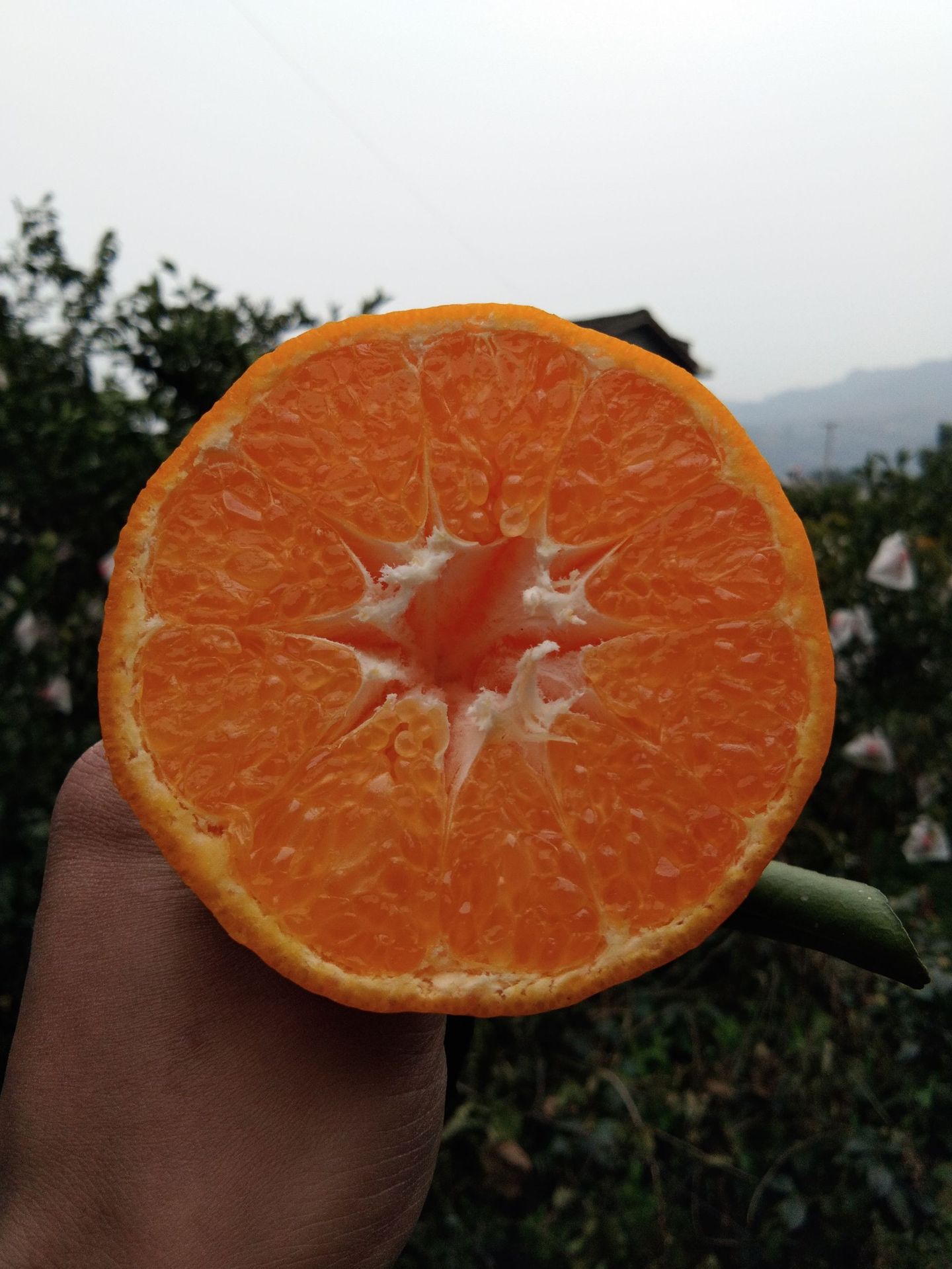 【春見】春見耙耙柑5斤非醜橘不知火果園直供新鮮水果