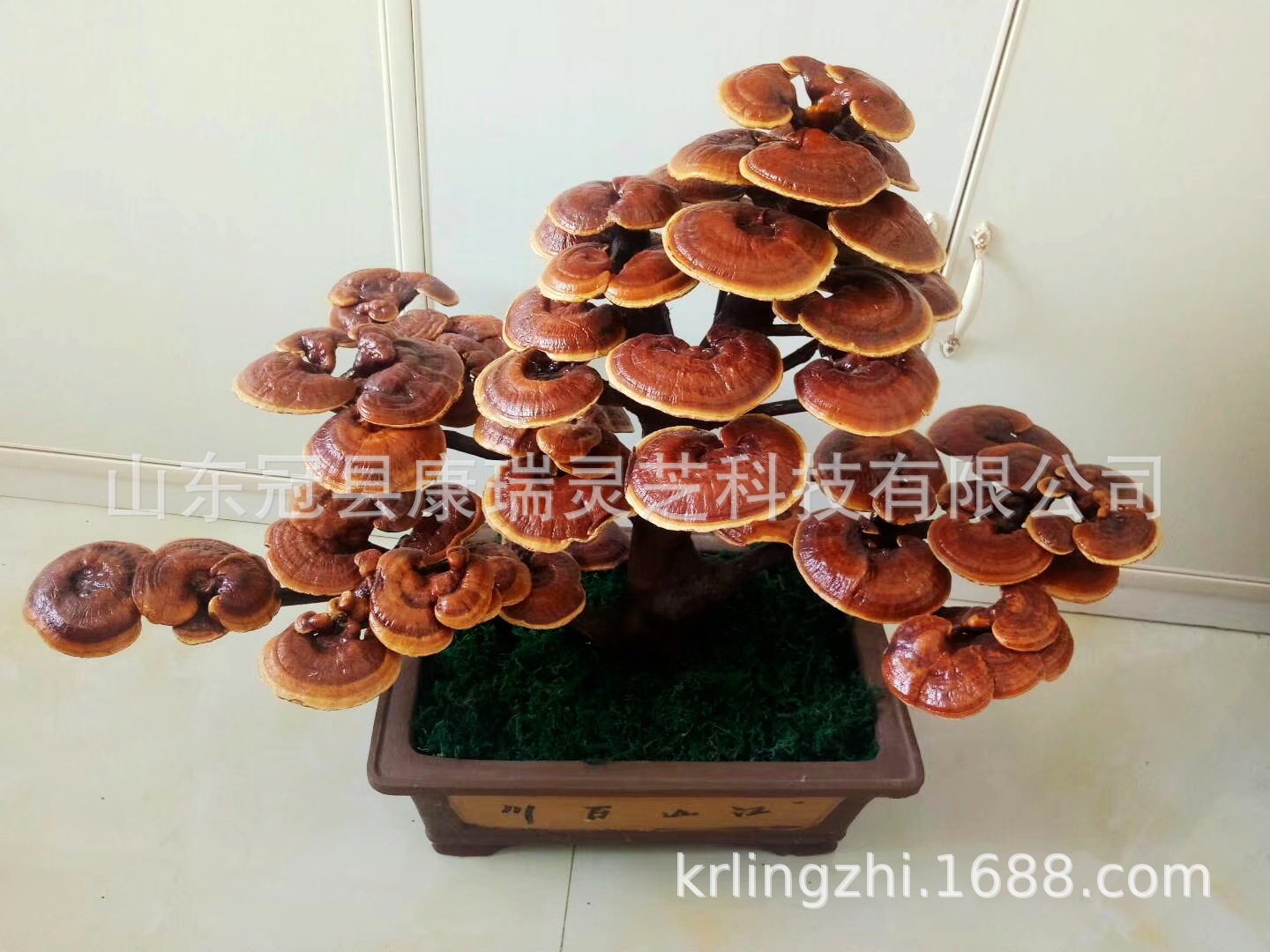 山东灵芝盆景 吉祥如意 灵芝工艺品摆件 冠县灵芝盆栽造型多-阿里巴巴