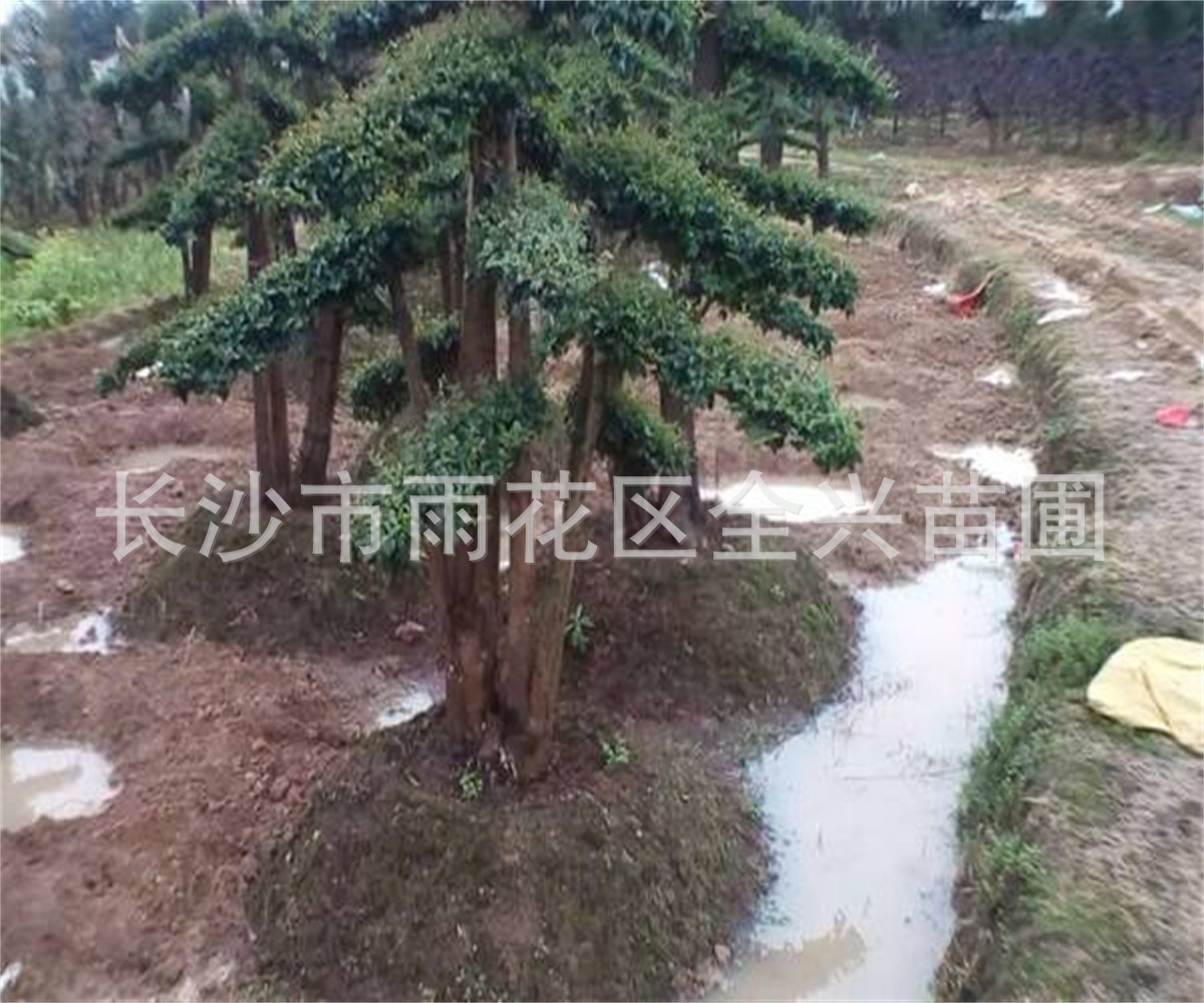 mmexport1532608512931