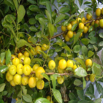 基地出售多品种钙果树 欧李树 钙果9号树