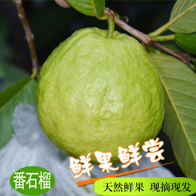 White Heart Guava Red Guava fresh Sweet Taiwan Pearl Guava guava Place of Origin Hand On behalf of