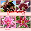 One -generation lilies, potted plants, lily flowers have germinated and germinated balls, various colors of color lily germ.