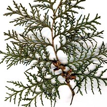 长期出售80公分侧柏好的货源 侧柏品质优良