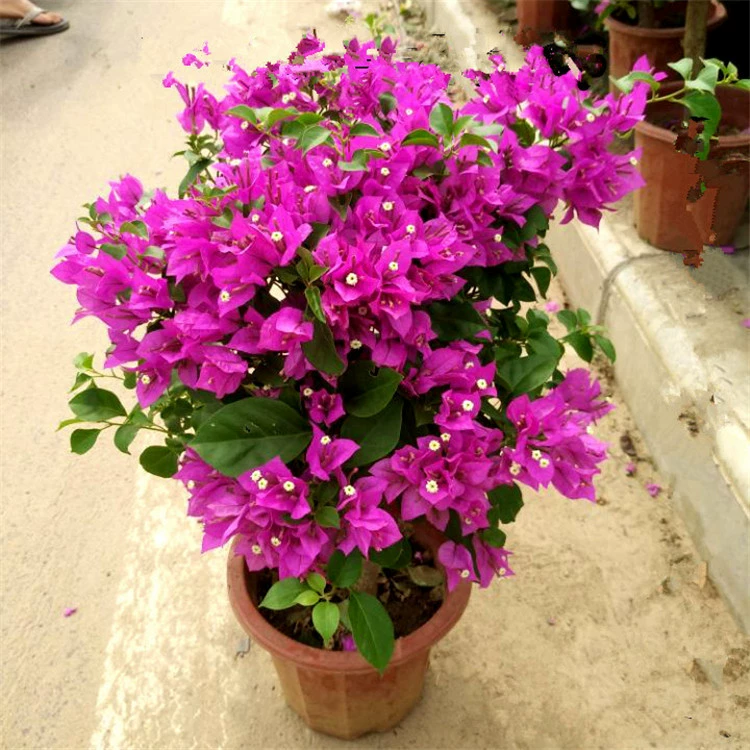 Double Bougainvillea В горшке Большая рассада Двор Балкон Морозостойкие цветы Четыре сезона Вьющимися лозными растениями Многоцветная Bougainvillea Old Pile