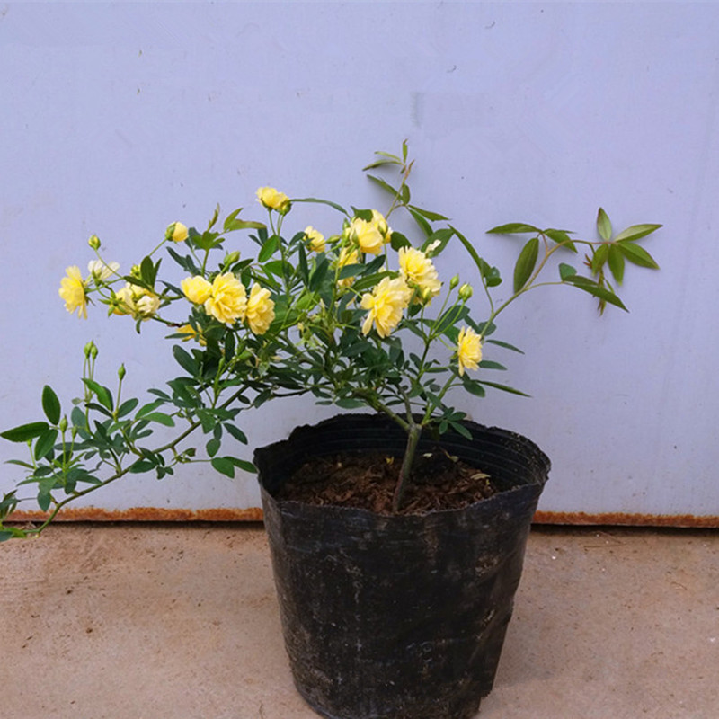 Woody flower Sapling wholesale Yellow and white Annatto Shili Fujimoto Flower seedlings courtyard gardens Climbing Plants and flowers