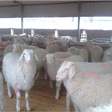 常年出售杜泊绵羊和小尾寒羊美丽漂亮的黑山羊哪里有价格怎么样