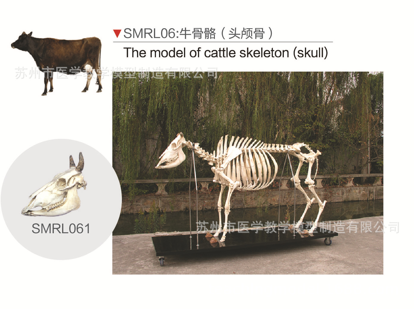 SMRL06 beef bone (skull)