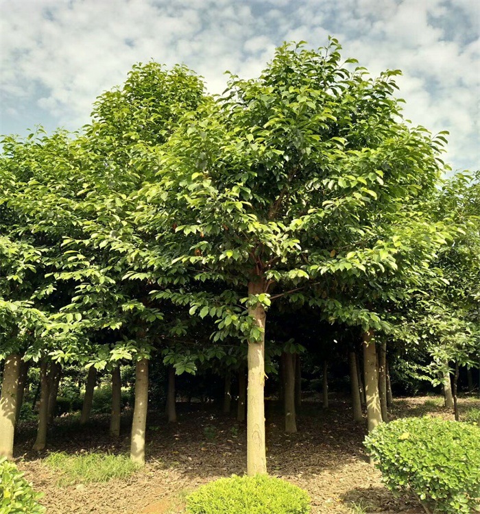 mmexport1528374471018