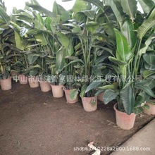 ����ֱ�N �S���B�� �S�B�� �����B �Q���m ��Ҏ�� �G����ľ��r