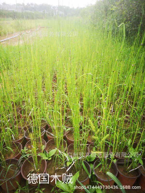 Немецкий Equisetum Декоративная трава Ландшафтный парк Цветочная клумба Цветочное зеркало Земля Озеленение Растения