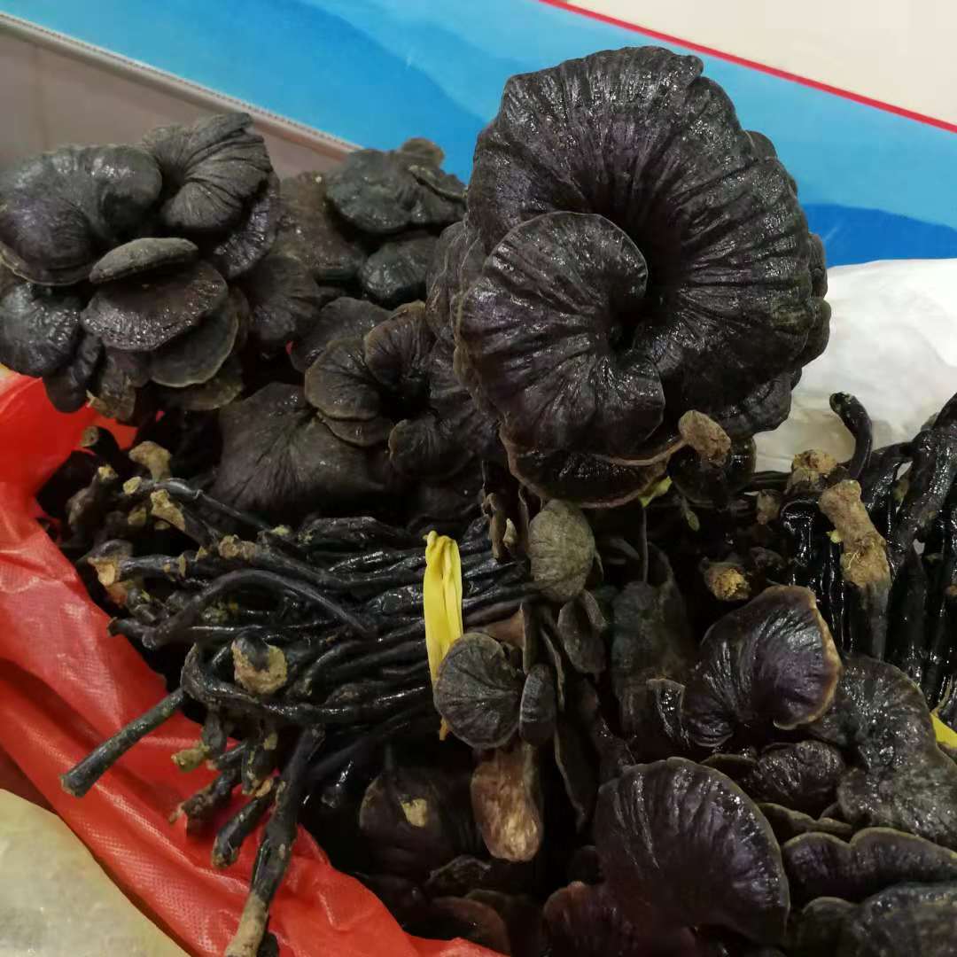 Bamboo Ling Zhi Zhu Zhi Dried Ganoderma Whole Fruiting Body Yunnan Origin 500g Culinary Herbal Use overview