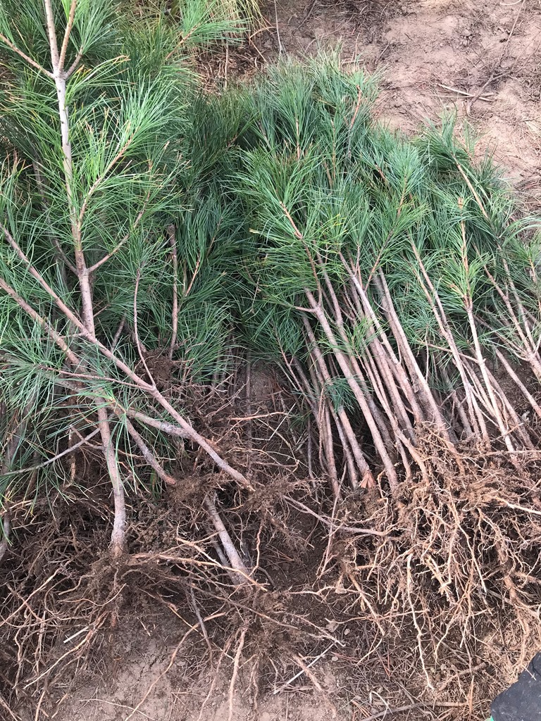 耐旱树苗,耐旱果树,耐旱的树(第2页)_大山谷图库