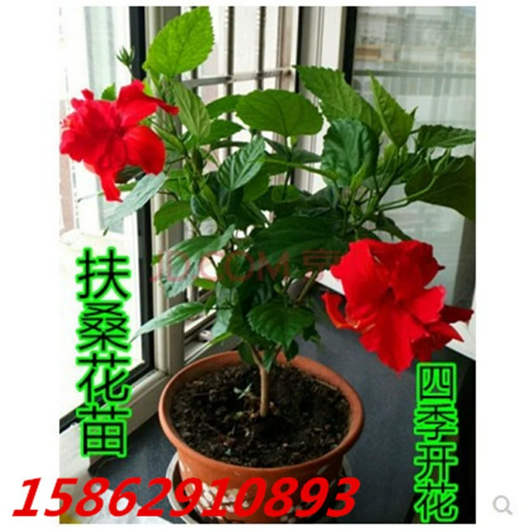Гибискус пион Гибискус однолистный Гибискус цветочное растение в горшке Четыре сезона цветение с доставкой бутонов Древесный цветок Горшечное растение