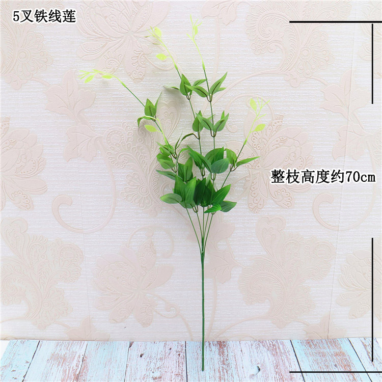 5叉铁线莲 规格 宋体.jpg