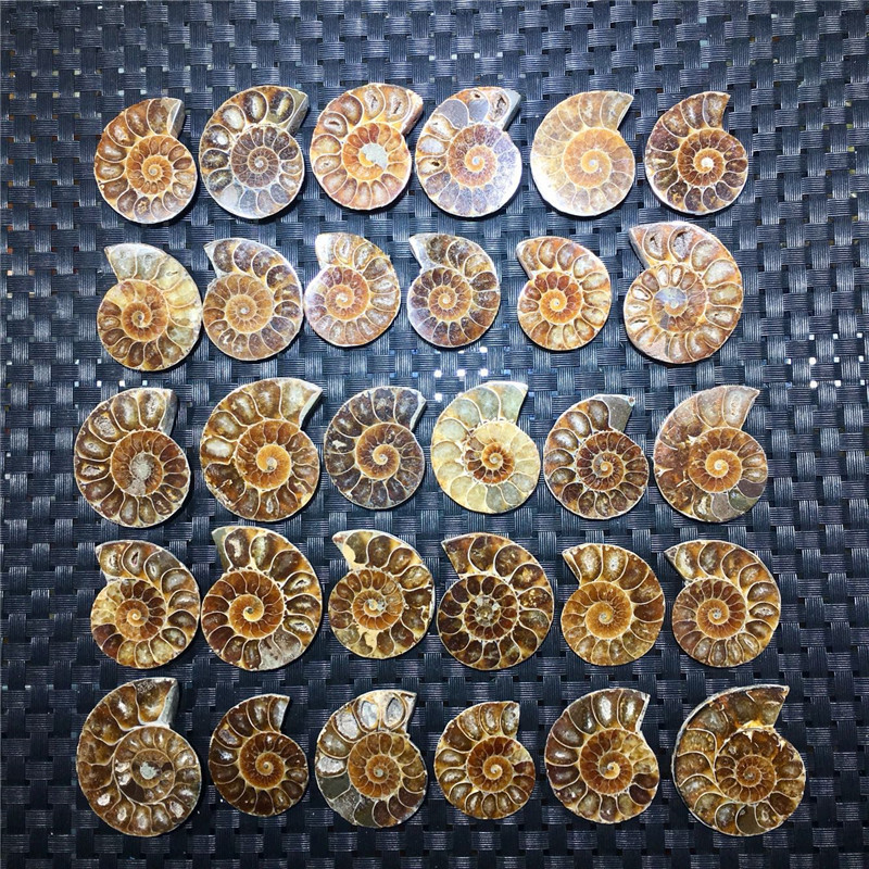 Natural snail chrysanthemum sliced snail fossil specimen split snail mineral stone ornaments