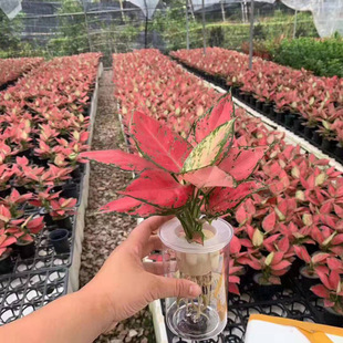 Base Direct Sales of Foliage Plants, Indoor Flower Pots, Formaldehyde-Absorbing Small Pots, Hydroponic Beauty