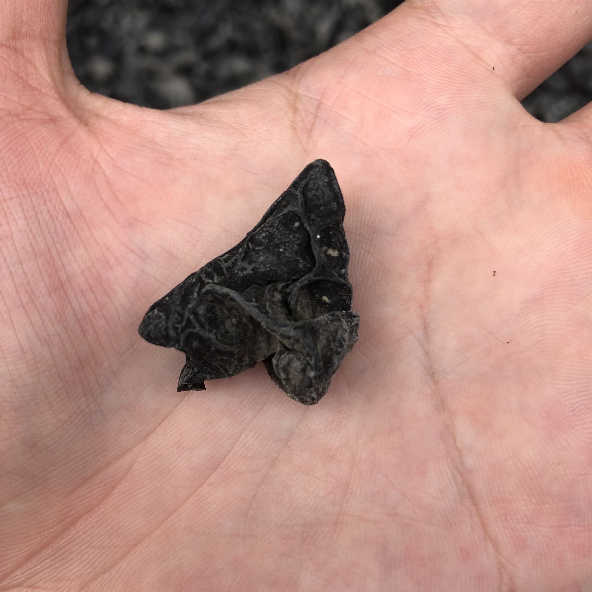 3F76BB5AA1FE6571ECE4A0A094AC6B