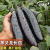 Eggplant seeds long eggplant seeds, vegetable seeds wholesale vegetable seeds, rapeseed vegetable seeds company sowing