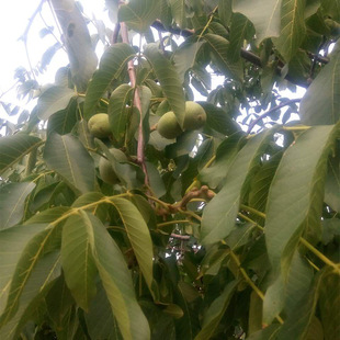 ���ش����F؛����޽�Ʒ�N���Ҙ��� ���������С�� ������r��