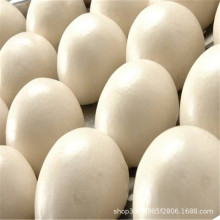 �WУʳ�����z�^�C ���P䓺���C ���;���늄��z�^�C