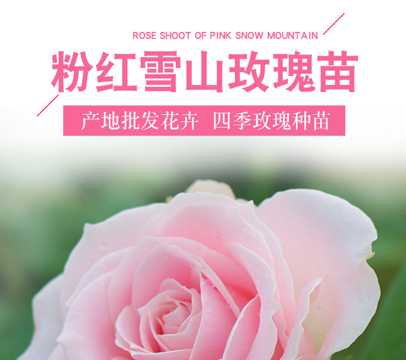 粉红雪山玫瑰苗_01