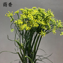 【配花：茴香】云南昆明斗南基地鲜花批发  居家婚庆装饰