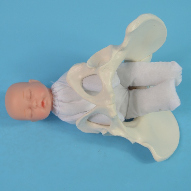 Entrega Demostración pelvis modelo CENTRO DE SALUD entrega enseñanza pelvis modelo yoga clase props tamaño pequeño pelvis