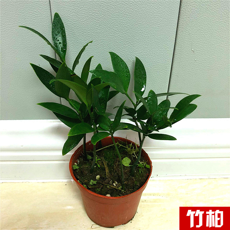 Planta verde de escritorio mayorista flor de oficina flor de rosa verde árbol rico base de plantas de maceta interior suministro image 33