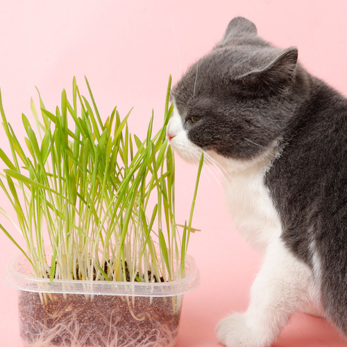 Lazy Cat Grass Set Wholesale Cat Snacks Nutritious Soil Wheat Seed Potted Hair Remover Pet Cat Supplies