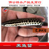 Selling large Blackfish Raw Fish Mullet Talented fish Snakes Carnivorous Release freshwater breed Fry wholesale