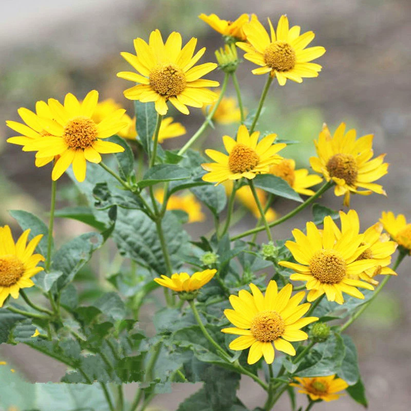 Конкурс семян хризантемы при солнечном свете Иерусалимский артишок Двор Сад Садоводство Зеленое растение Семена цветов Весна и осень Посев Морозостойкий Четыре сезона Легко сеять