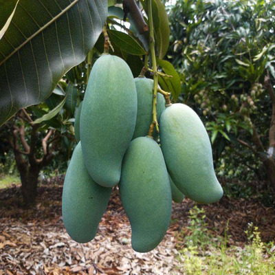 象牙芒大果海南腰芒6斤净果一件代发热带水果现摘产地直达包售后|ru