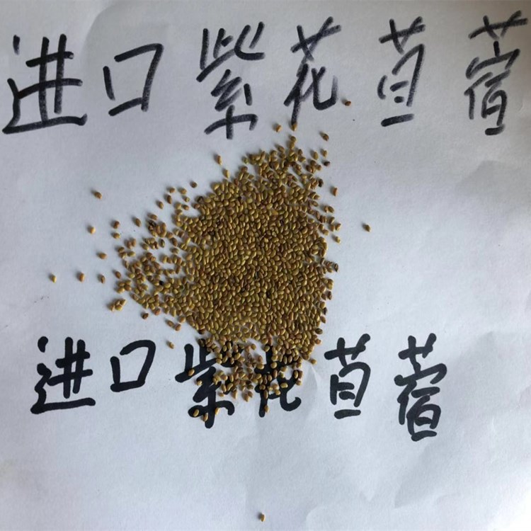 实体店批发紫花苜蓿种子牧草种子耐寒耐热多年生喂牛羊紫苜蓿好出