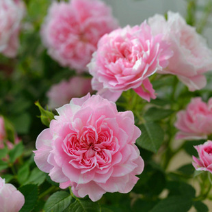 Balcony Miniature Rose Seedlings, Bell Fairy, Multi-Headed Flowers, Strong Fragrance, Sun-Resistant Rose Seedlings, Potted Florals, Strong Disease Resistance