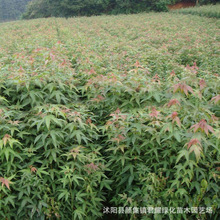 鸡爪槭苗木苗圃基地 园林绿化 行道风景树苗鸡爪槭小苗量大价格