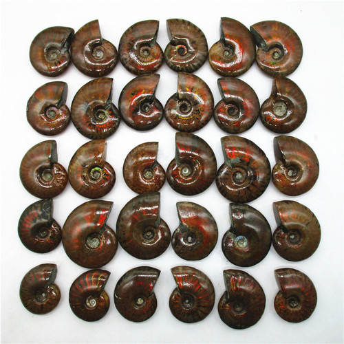 Natural colorful snail fossil ammonite conch paleontological fossil mineral specimen raw stone